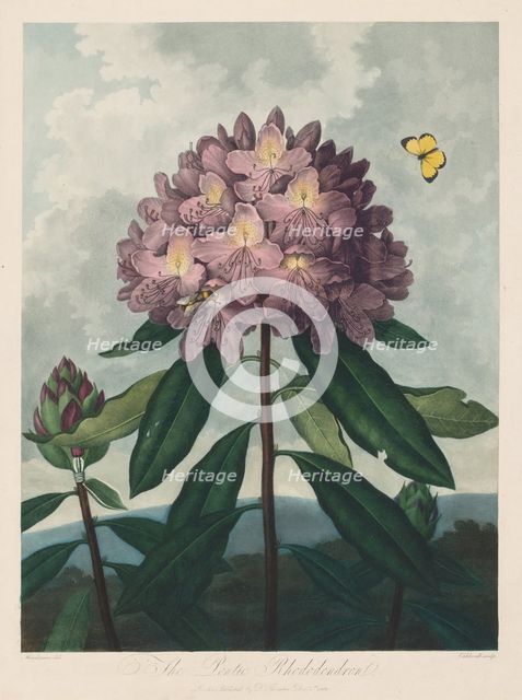 The Temple of Flora, or Garden of Nature: The Pontic Rhododendron, 1799-1807. Creator: Robert John Thornton (British, 1768-1837).