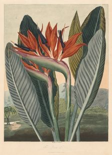 The Temple of Flora; or Garden of Nature: The Queen Flower, 1812. Creator: Philip Reinagle (British, 1749-1833); Dr. Thornton Jany. 1, 1812
