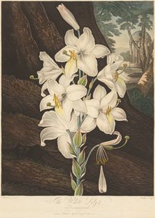 The Temple of Flora; or Garden of Nature: White Lily with Variegated Leaves..., 1800. Creator: Joseph Constantine Stadler (German); Robert John Thornton (British, 1768-1837)