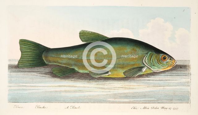 The Tench, from A Treatise on Fish and Fish-ponds, pub. 1832 (hand coloured engraving)