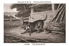 The Terrier (1924). Creator: Unknown