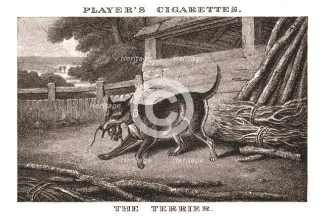 'The Terrier', (1924). Creator: Unknown.