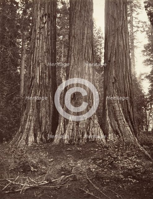 The Three Graces, 272 feet, 1865-66, printed ca. 1876. Creator: Carleton Emmons Watkins.