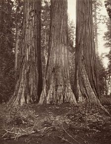 The Three Graces, 272 feet, 1865-66, printed ca. 1876. Creator: Carleton Emmons Watkins