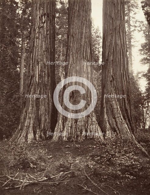 The Three Graces, 272 feet, 1865-66, printed ca. 1876. Creator: Carleton Emmons Watkins.