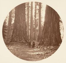 The Three Graces Seen Through the Bryant and Seward Calaveras Grove, ca. 1878. Creator: Carleton Emmons Watkins