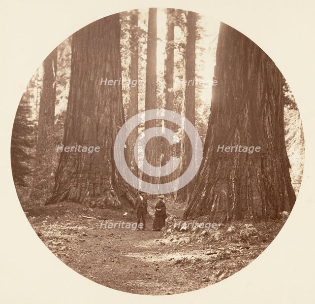 The Three Graces Seen Through the Bryant and Seward Calaveras Grove, ca. 1878. Creator: Carleton Emmons Watkins.