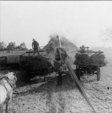 The threshing of oats, Clayton, Indiana, south of Indianapolis, 1936. Creator: Dorothea Lange