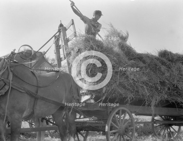 The threshing of oats, Clayton, Indiana, south of Indianapolis, 1936. Creator: Dorothea Lange.