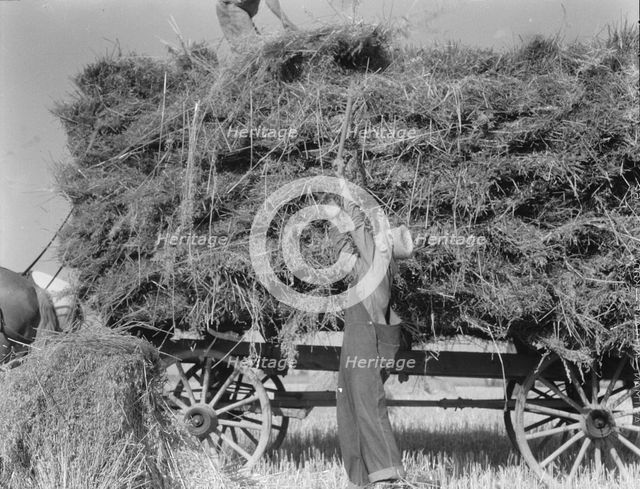 The threshing of oats, Clayton, Indiana, south of Indianapolis, 1936. Creator: Dorothea Lange.