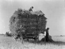 The threshing of oats, Clayton, Indiana, south of Indianapolis, 1936. Creator: Dorothea Lange