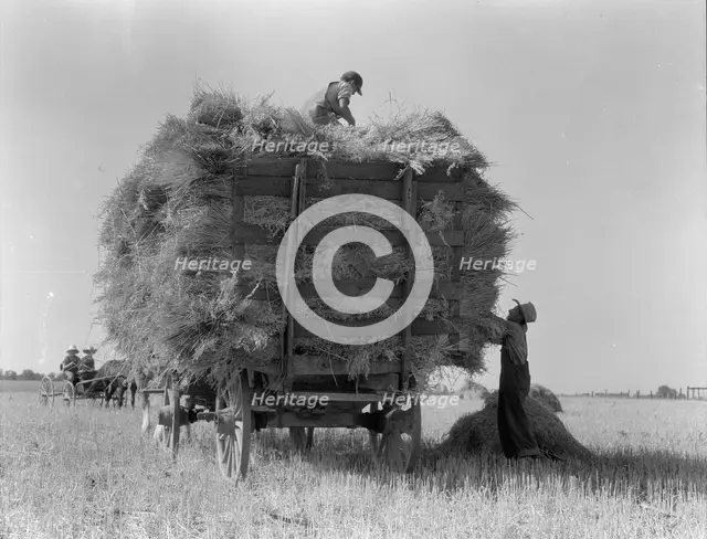 The threshing of oats, Clayton, Indiana, south of Indianapolis, 1936. Creator: Dorothea Lange.