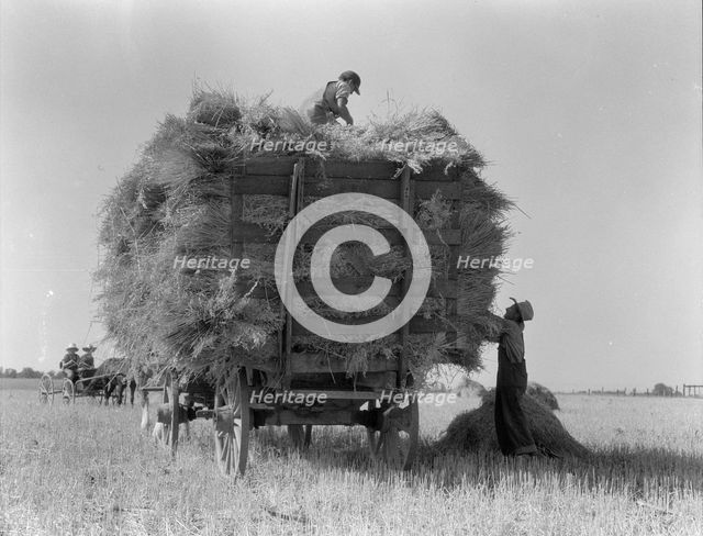 The threshing of oats, Clayton, Indiana, south of Indianapolis, 1936. Creator: Dorothea Lange.