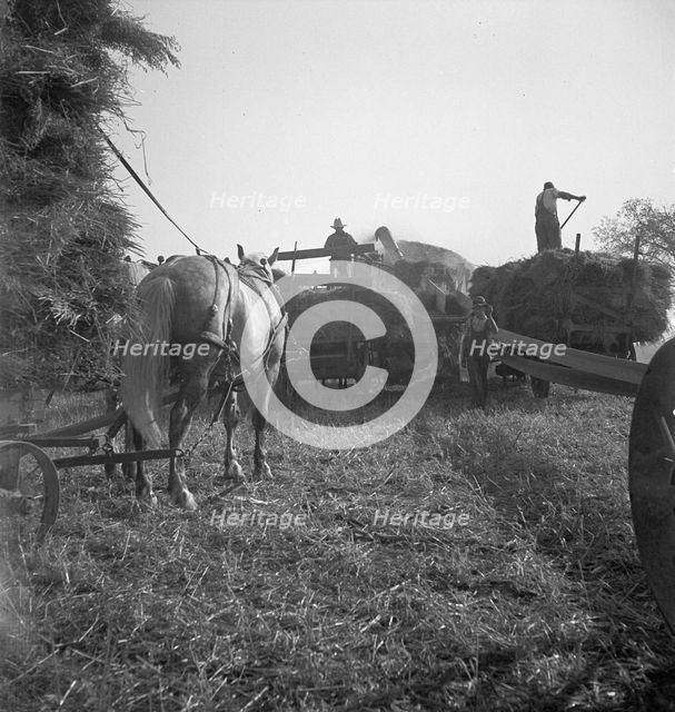 The threshing of oats, Clayton, Indiana, south of Indianapolis, 1936 Creator: Dorothea Lange.