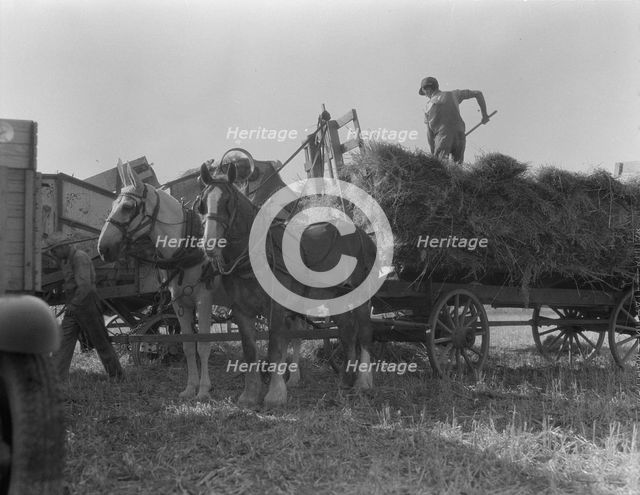 The threshing of oats, Clayton, Indiana, south of Indianapolis, 1936 Creator: Dorothea Lange.