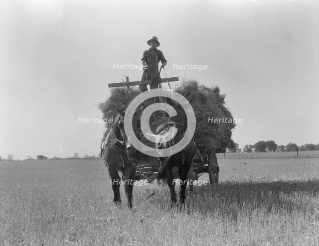 The threshing of oats, Clayton, Indiana, south of Indianapolis, 1936 Creator: Dorothea Lange.