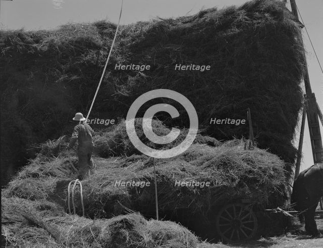 The threshing of oats, Clayton, Indiana, south of Indianapolis, 1936 Creator: Dorothea Lange.