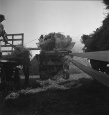 The threshing of oats, Clayton, Indiana, south of Indianapolis, 1936 Creator: Dorothea Lange