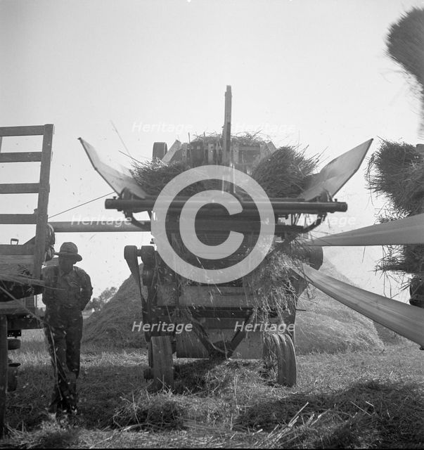 The threshing of oats, Clayton, Indiana, south of Indianapolis, 1936 Creator: Dorothea Lange.