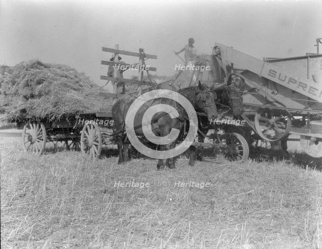 The threshing of oats, Clayton, Indiana, south of Indianapolis, 1936 Creator: Dorothea Lange.