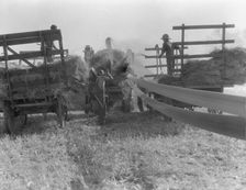 The threshing of oats, Clayton, Indiana, south of Indianapolis, 1936. Creator: Dorothea Lange