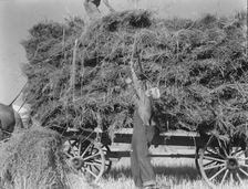The threshing of oats, Clayton, Indiana, south of Indianapolis, 1936. Creator: Dorothea Lange
