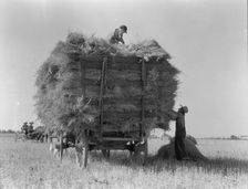 The threshing of oats, Clayton, Indiana, south of Indianapolis, 1936. Creator: Dorothea Lange