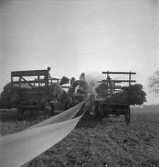 The threshing of oats, Clayton, Indiana, south of Indianapolis, 1936 Creator: Dorothea Lange