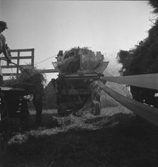 The threshing of oats, Clayton, Indiana, south of Indianapolis, 1936 Creator: Dorothea Lange