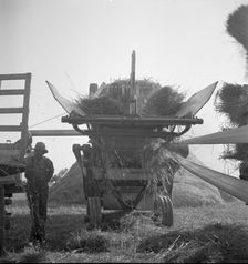 The threshing of oats, Clayton, Indiana, south of Indianapolis, 1936 Creator: Dorothea Lange