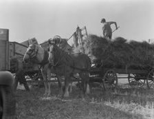 The threshing of oats, Clayton, Indiana, south of Indianapolis, 1936 Creator: Dorothea Lange