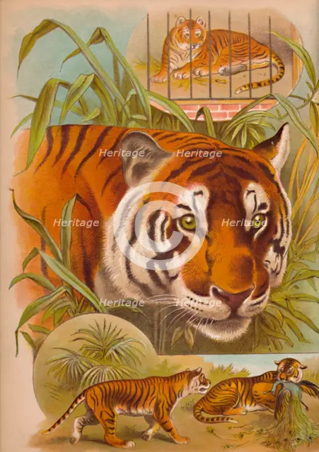 'The Tiger', c1900. Artist: Helena J. Maguire.