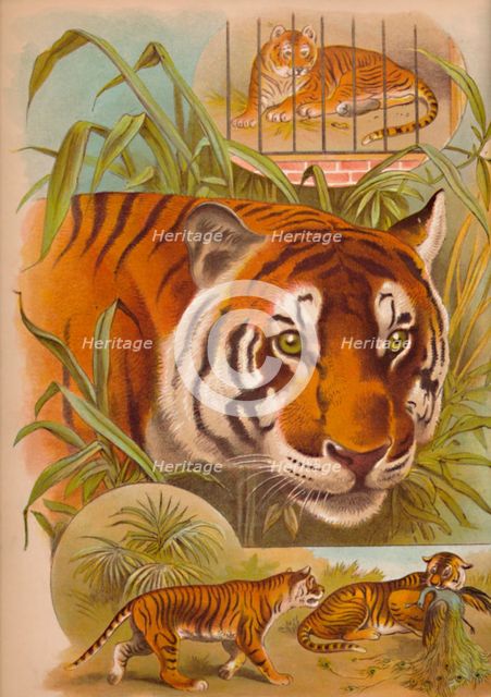 'The Tiger', c1900. Artist: Helena J. Maguire.