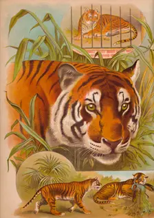 The Tiger c1900. Artist: Helena J. Maguire