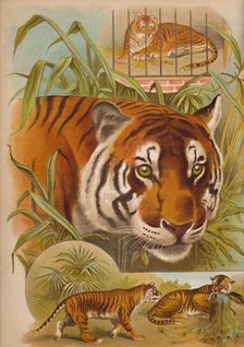 The Tiger c1900. Artist: Helena J. Maguire