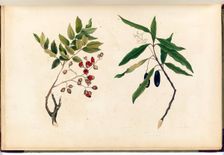 The Titoki. A Forest-Tree / The Taua. A Large Forest-Tree Plate 13..., 1842. Creator: Martha King