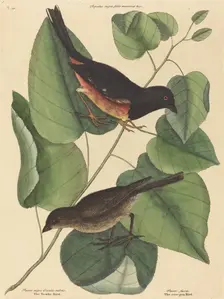 The Towhe Bird (Fringilla erythrophthalma), published 1754. Creator: Mark Catesby