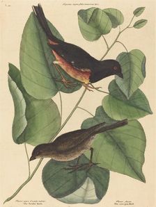 The Towhe Bird (Fringilla erythrophthalma), published 1754. Creator: Mark Catesby