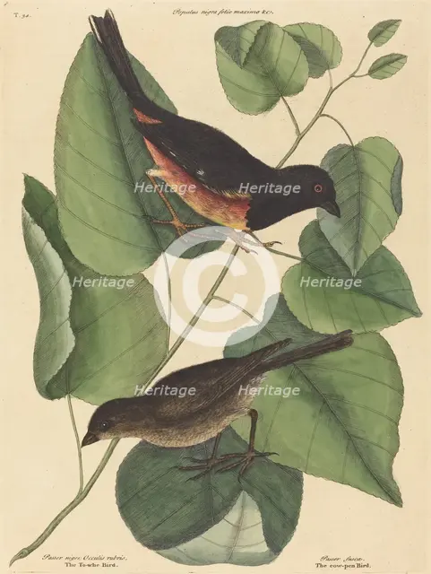 The Towhe Bird (Fringilla erythrophthalma), published 1754. Creator: Mark Catesby.