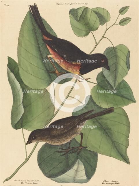 The Towhe Bird (Fringilla erythrophthalma), published 1754. Creator: Mark Catesby.