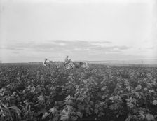 The tractor pulls a riding plow, near Centrae, Texas, 1937. Creator: Dorothea Lange