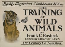 The training of wild animals, c1895 - 1911. Creator: Unknown