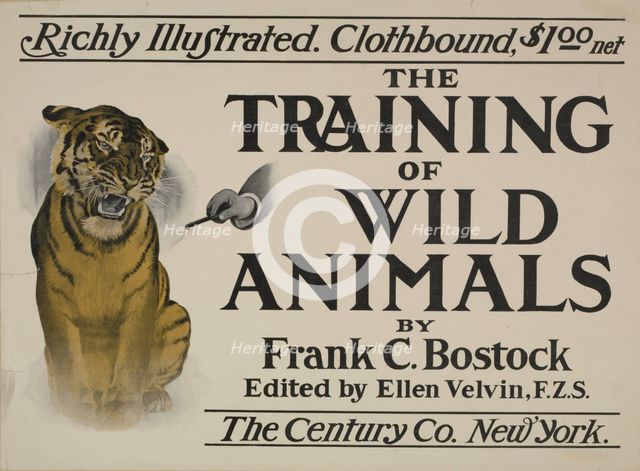 The training of wild animals, c1895 - 1911. Creator: Unknown.