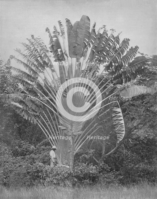 'The Traveller's Palm', 19th century. Artist: Unknown.