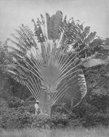The Traveller's Palm 19th century