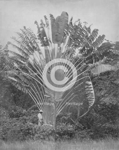 'The Traveller's Palm', 19th century. Artist: Unknown.