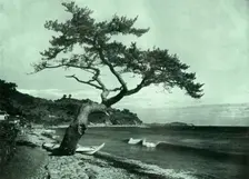 The Tree and the Wave 1910. Creator: Herbert Ponting