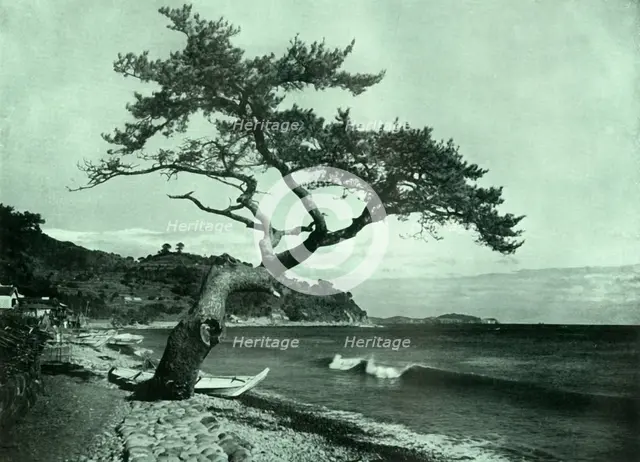'The Tree and the Wave', 1910. Creator: Herbert Ponting.