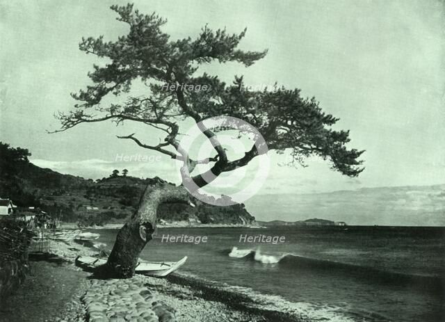 'The Tree and the Wave', 1910. Creator: Herbert Ponting.