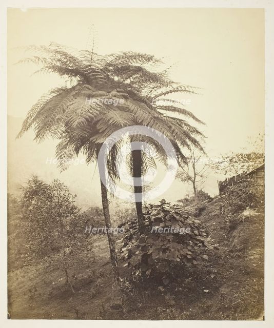 The Tree Fern, Prize Photo, 1863. Creator: Samuel Bourne.